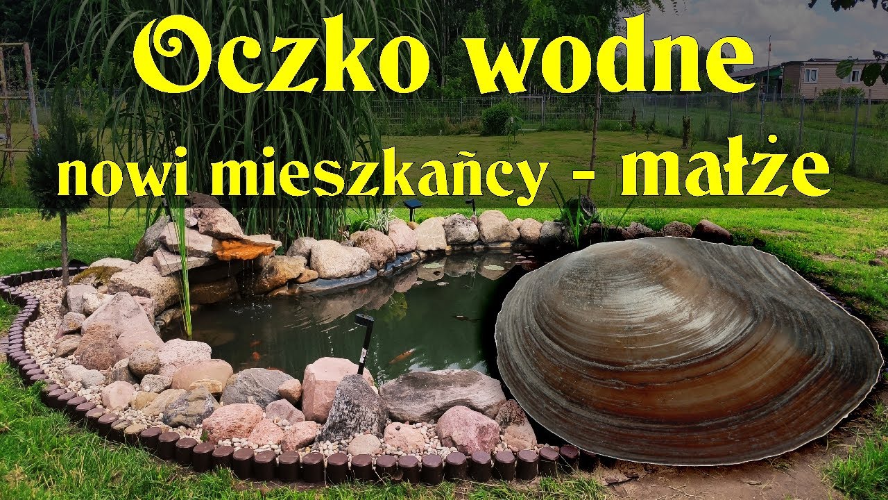 Oczko wodne, nowi mieszkańcy - małże