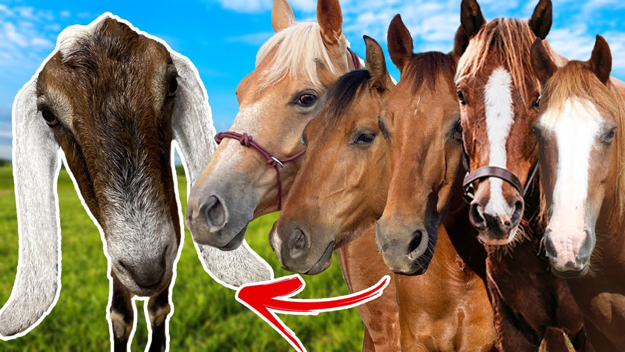 New GOATS Meets ALL THE HORSES!