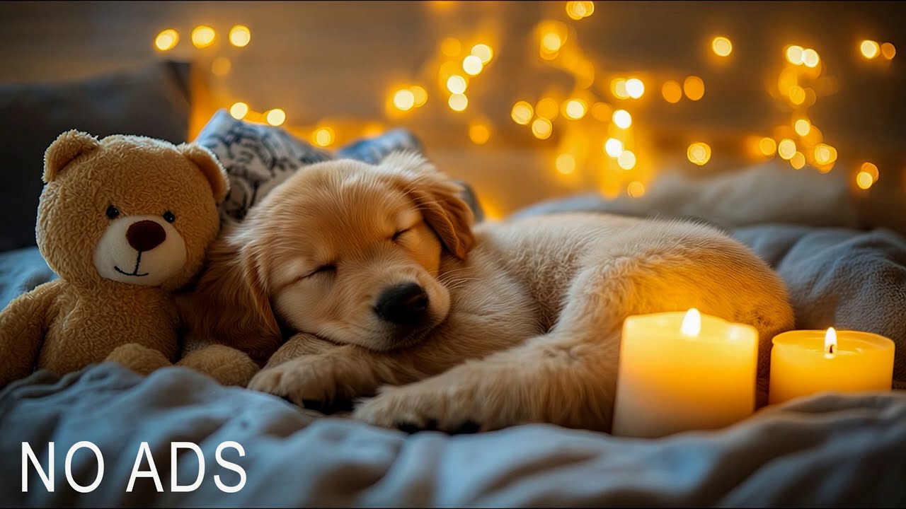 Музыка для сна для собак и щенков ♫ Музыка для релаксации собак за 5 минут 🐶🎵 Успокаивающая музыка