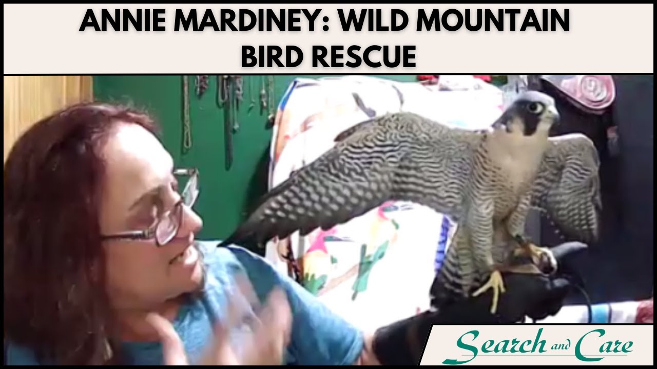 Annie Mardiney: Wild Mountain Bird Rescue Zoom Event