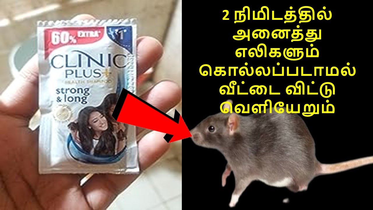 2 நிமிடத்தில் அனைத்து எலிகளும் கொல்லப்படாமல் வீட்டை விட்டு வெளியேறும்|get rid of mouse | rid of mice