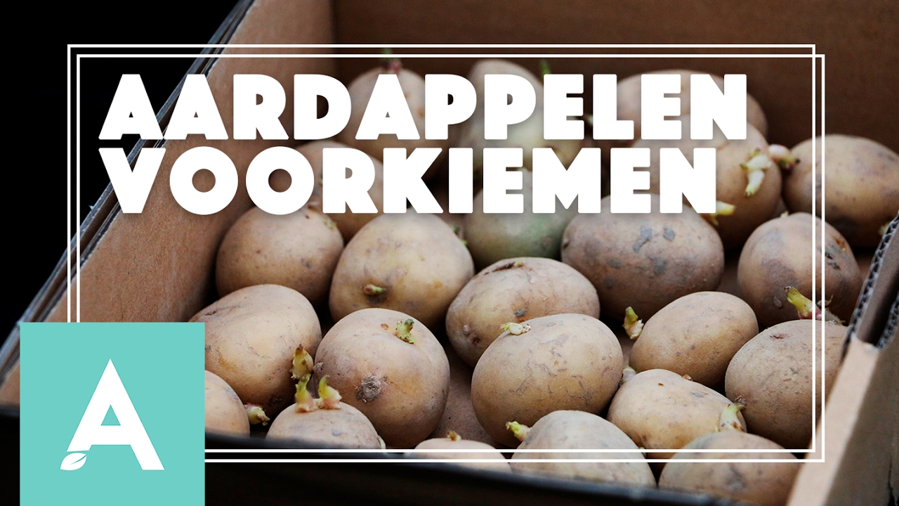 Aardappelen voorkiemen! - Grow, Cook, Eat #4