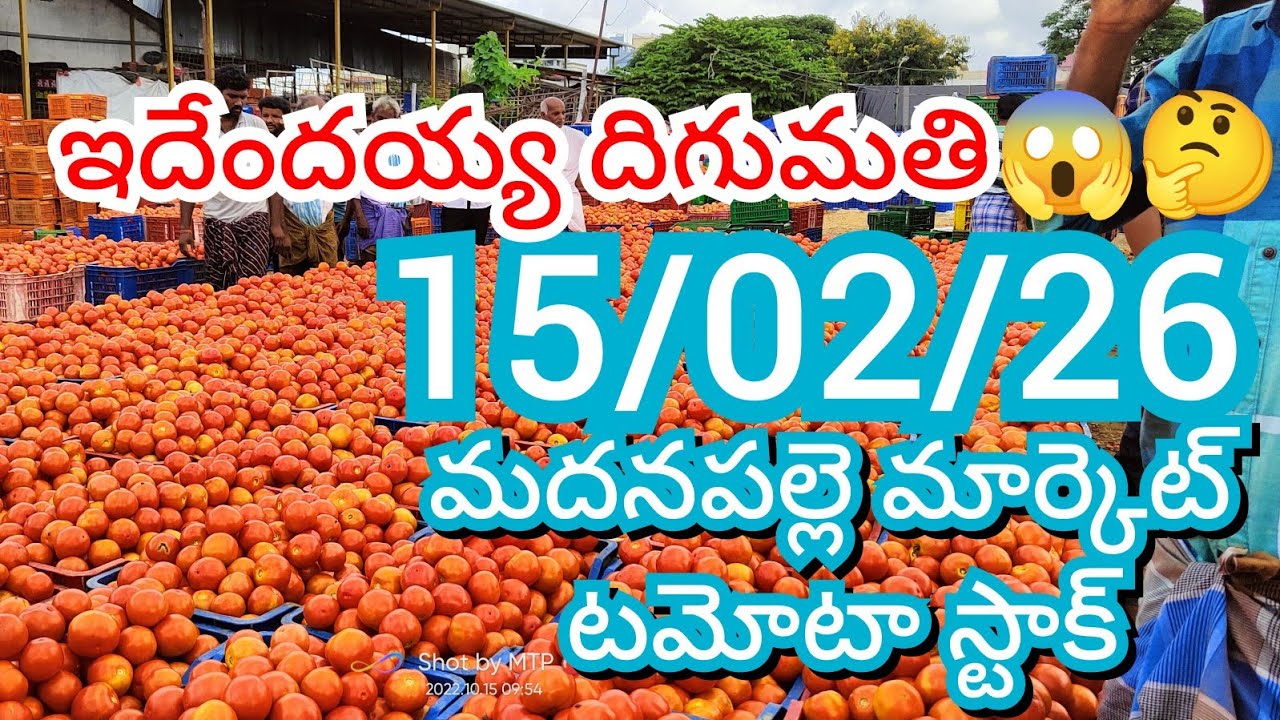15-02-26 Madanapalle Tomato Market price Today || Today Tomato Market Rate in Madanapalle #today