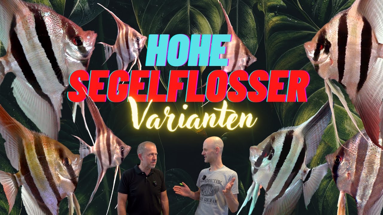 Mehr Altum-Skalare hat keiner?! Varianten des Hohen Segelflossers by Simon Forkel
