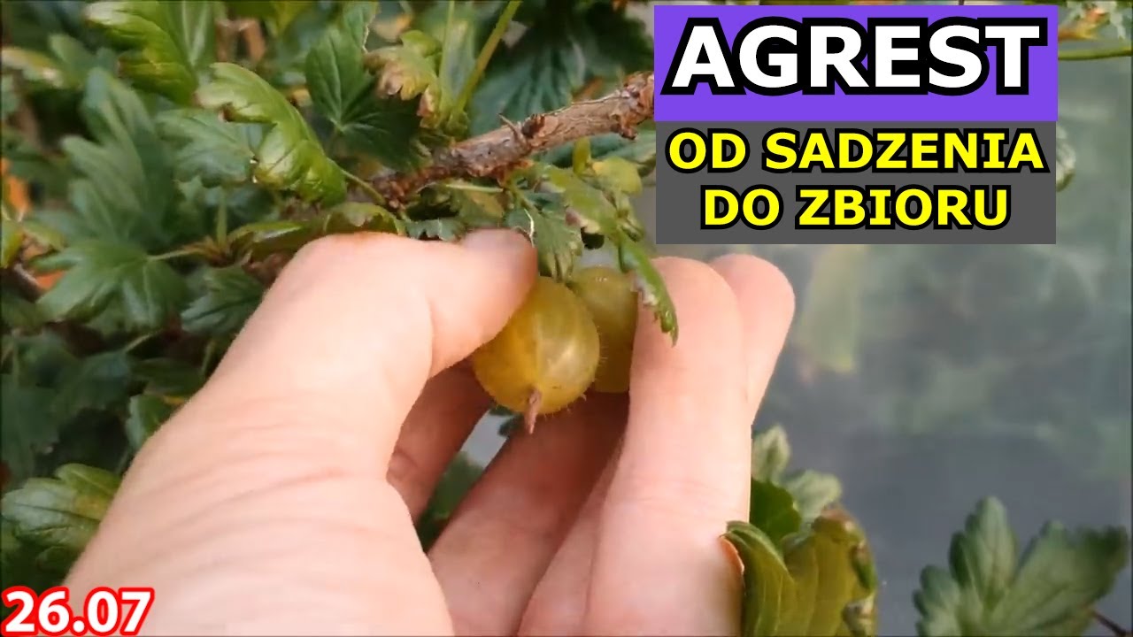 Uprawa Agrestu na Pniu OD SADZENIA DO ZBIORU - sadzenie, rozstaw, owocowanie, oprysk, zbiory