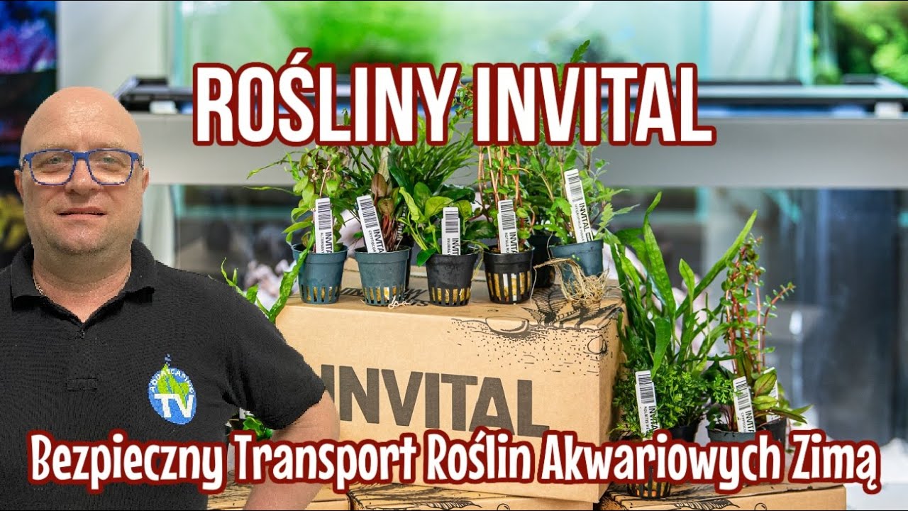 PACZKA ROŚLIN INVITAL &ndash; Jak transportować rośliny w zimie?