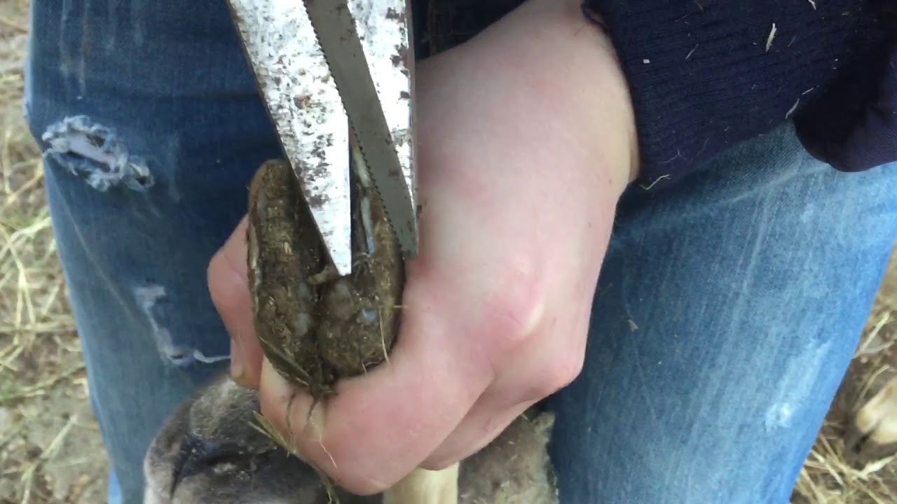 Klauenpflege bei den Schafen 🐑🐑🐏