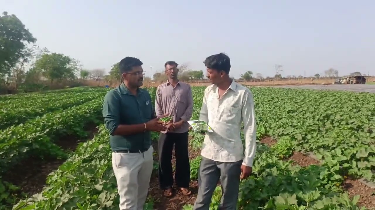 Oriya Seeds okra viva-44