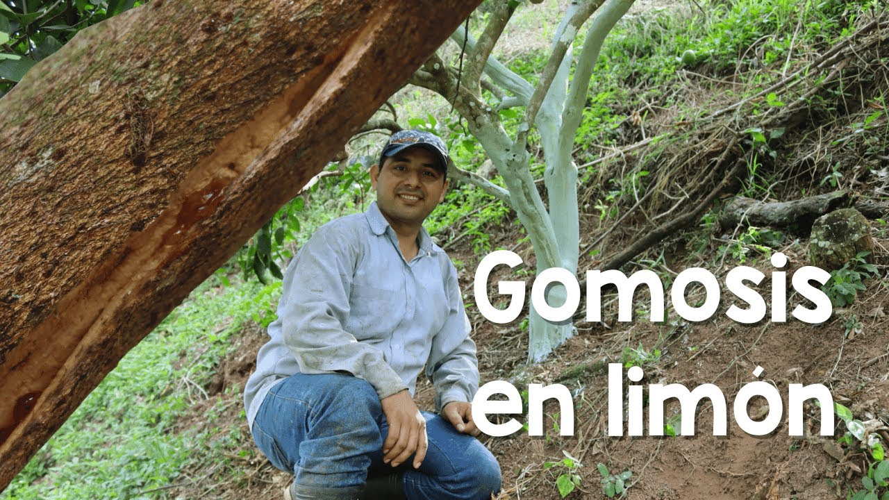 Cítricos | ¿Cómo tratar la gomosis en limón tahití o lima ácida?