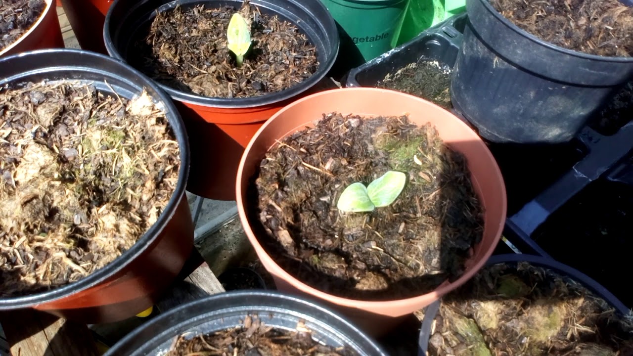 Who says you can't grow weed in the UK 🇬🇧. Cuttings