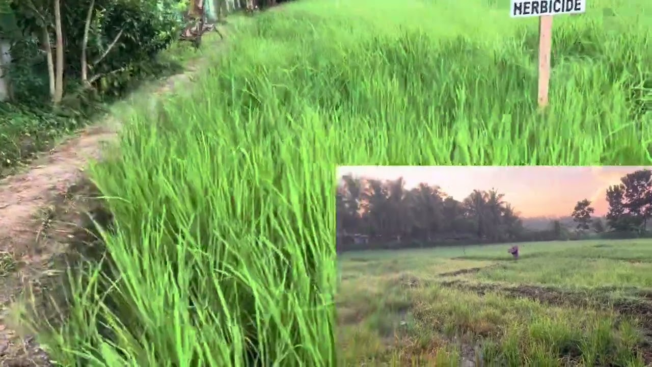 Herbicide demo result