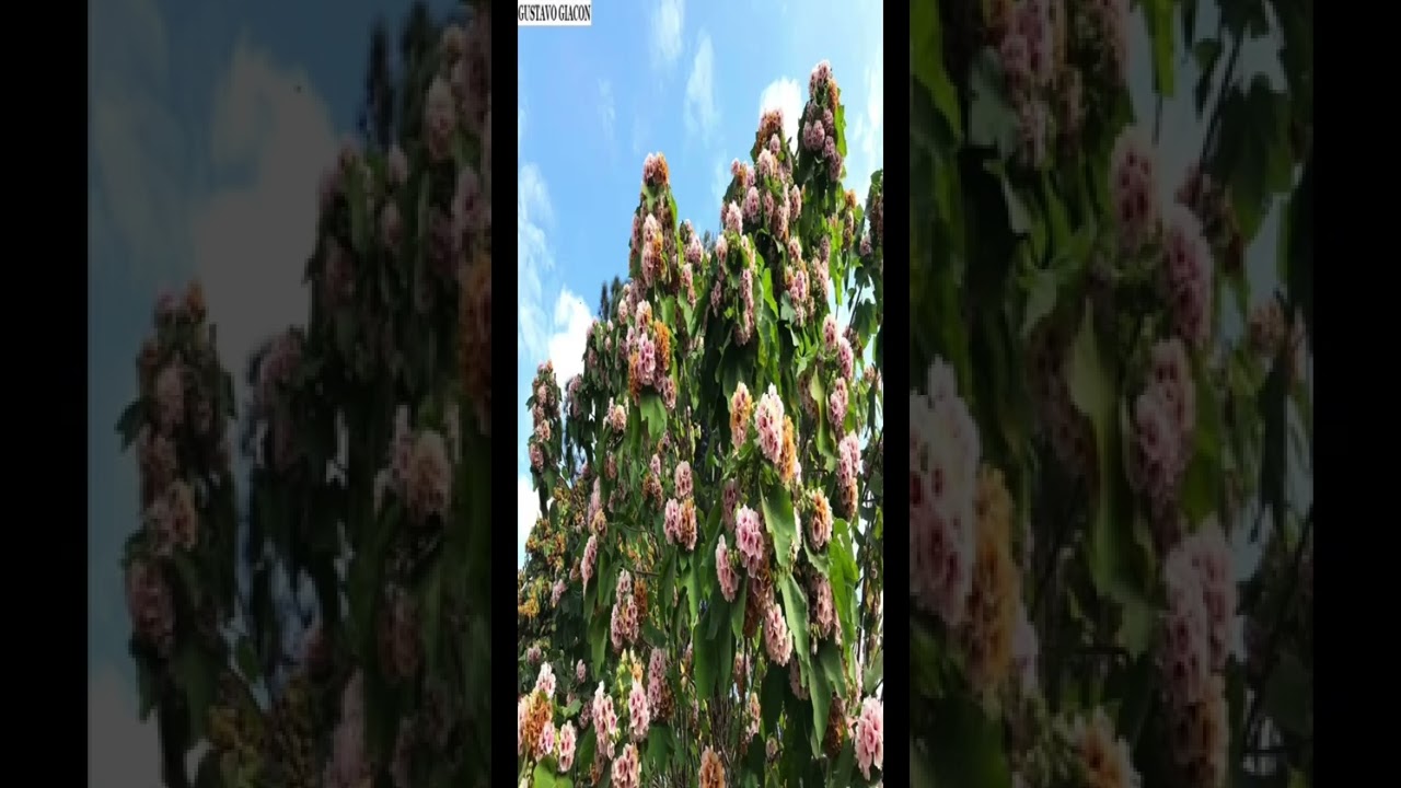 شجرة الدومبيا لها زهور جميلة برائحة الفانيلا 😃👌🏻