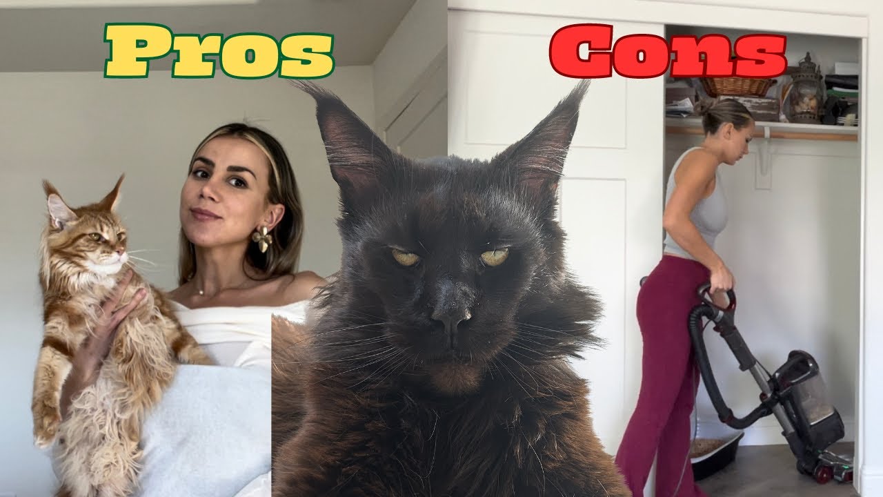 Pros and Cons of Ethical Cat Breeding (Maine Coons)