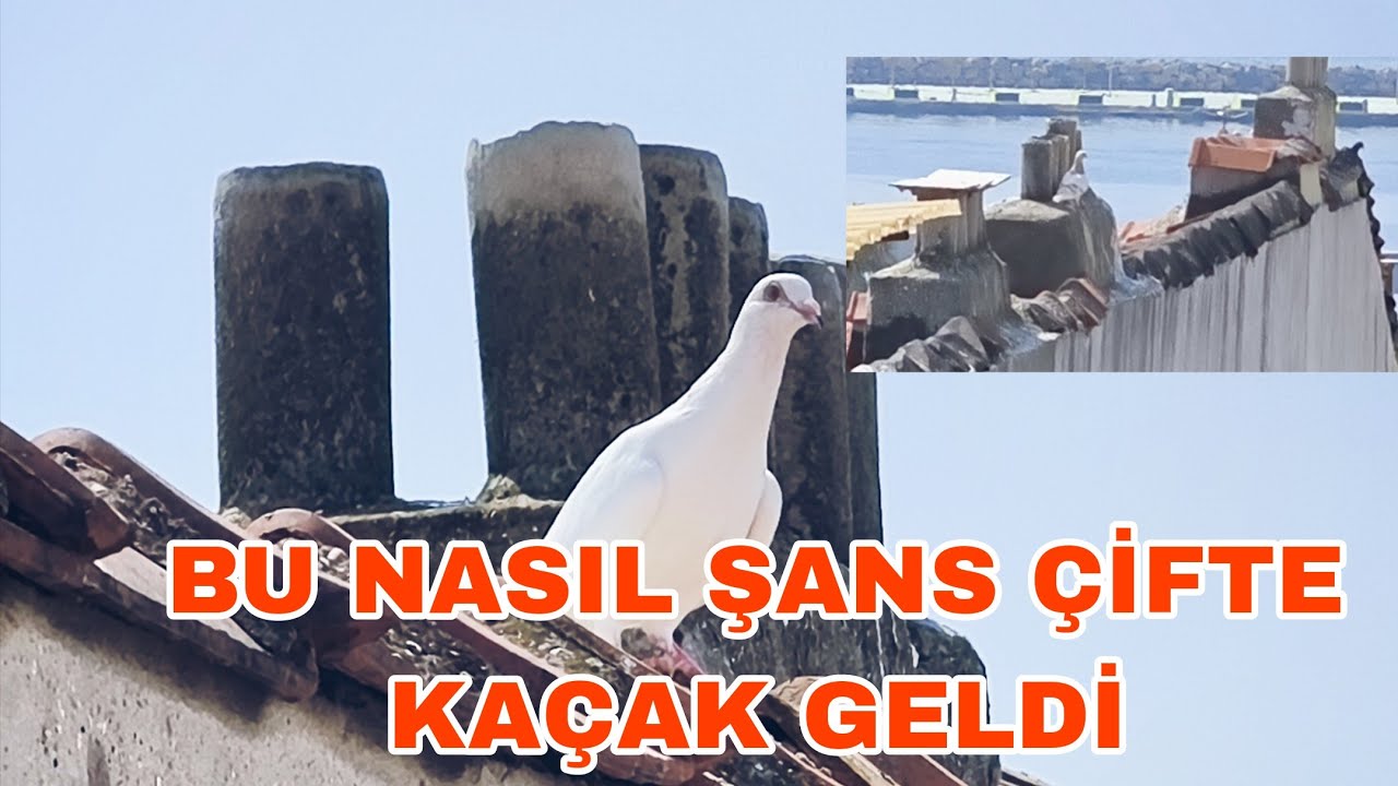 BU NASİL ŞANSTİR ÇİFTE KAÇAK GELDİ POSTAYA HASTA OLDUM