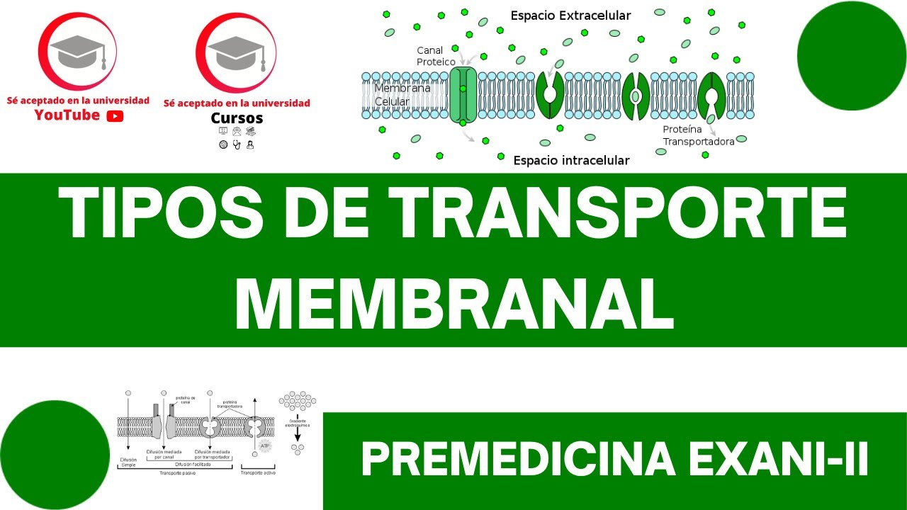 TIPOS DE TRANSPORTE MEMBRANAL | CLASE 12 DEL CURSO DE PREMEDICINA PARA EXANI-II