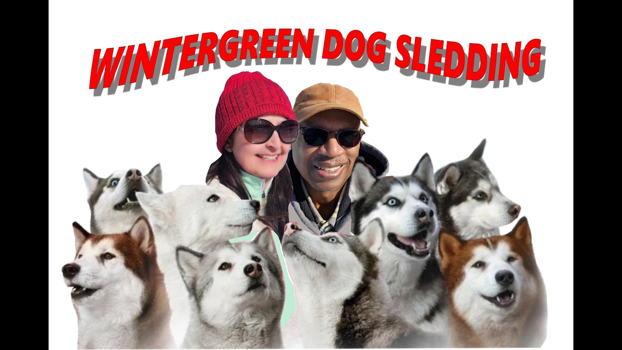 DOGSLEDDING WINTERGREEN ELY MN ADVENTURES 2026