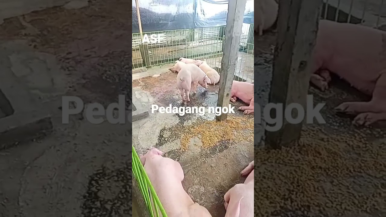 pedagang ngok 