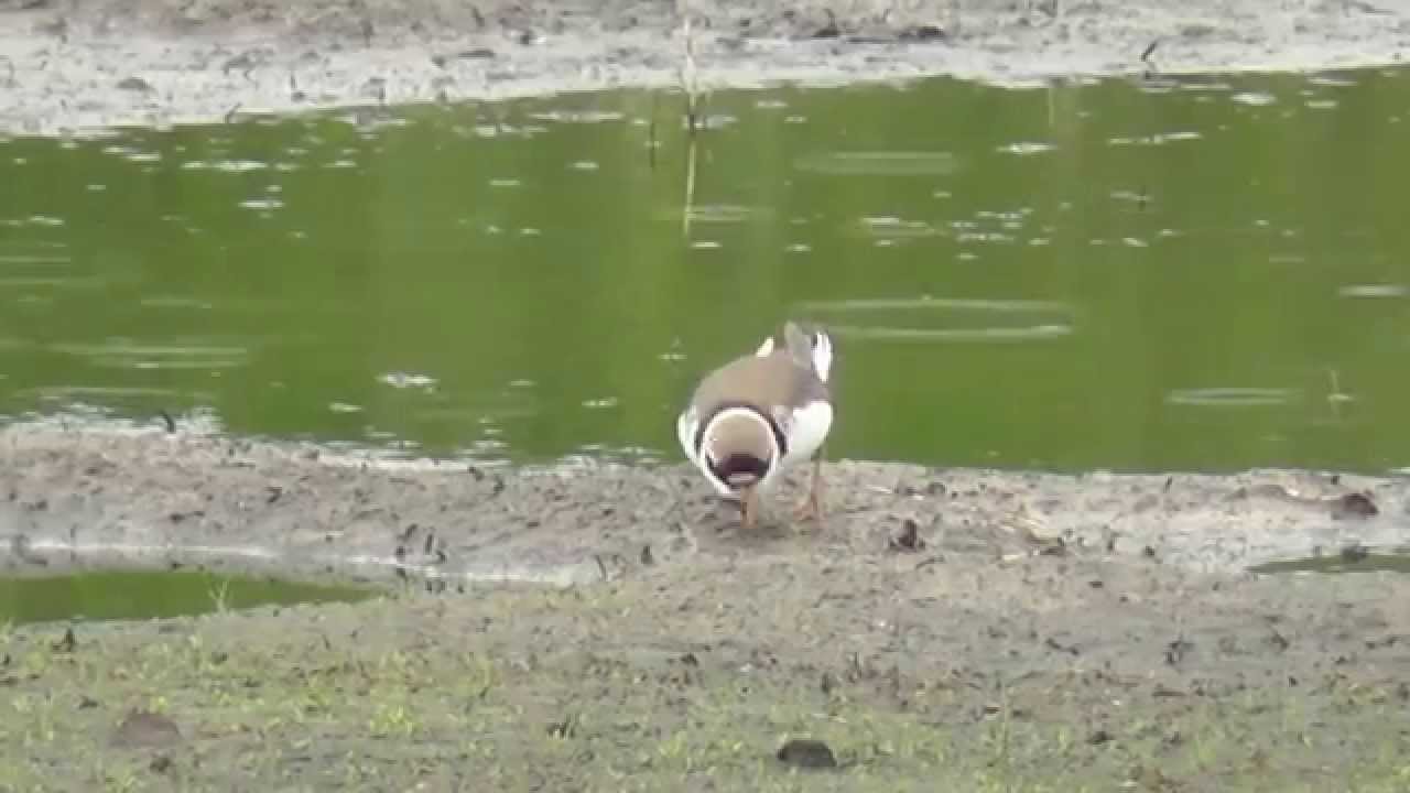 Natuurfilm omgeving De Krim