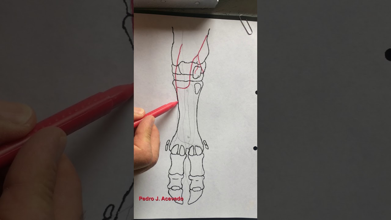 irrigacion miembro anterior bovino