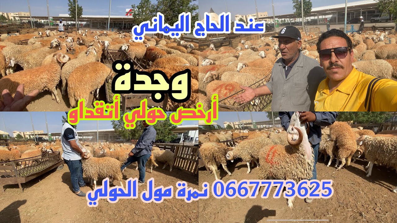65 درهم كيلو 🐏جبنا لكم المليح من عند الحاج اليماني أتقداو أضحية العيد بأرخص ثمان 0721710382