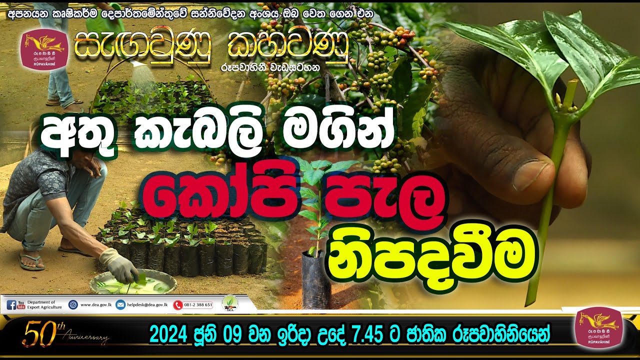 අතු කැබලි මඟින් කෝපි පැල නිපදවීම