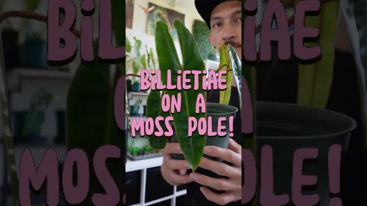 Put my Philodendron Billietiae on a moss pole…FINALLY 🤪🪴