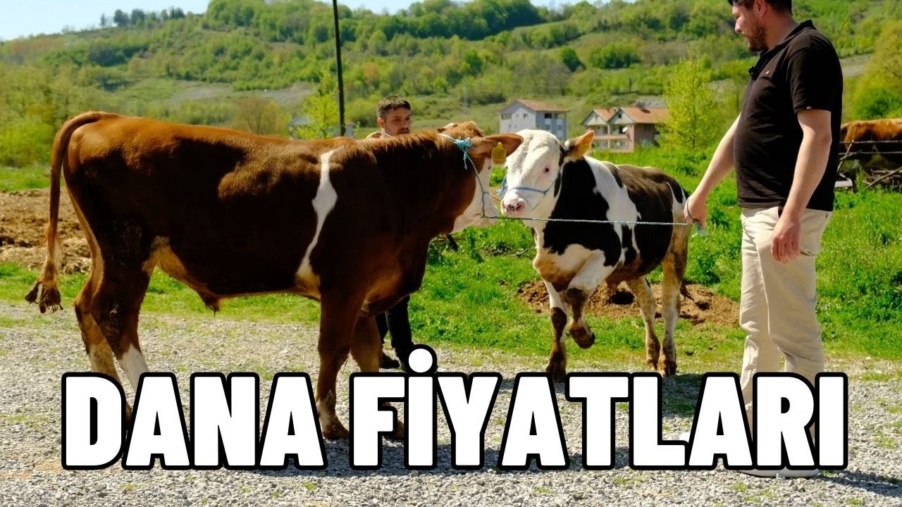 DANA FİYATLARI NEREYE GİDİYOR
