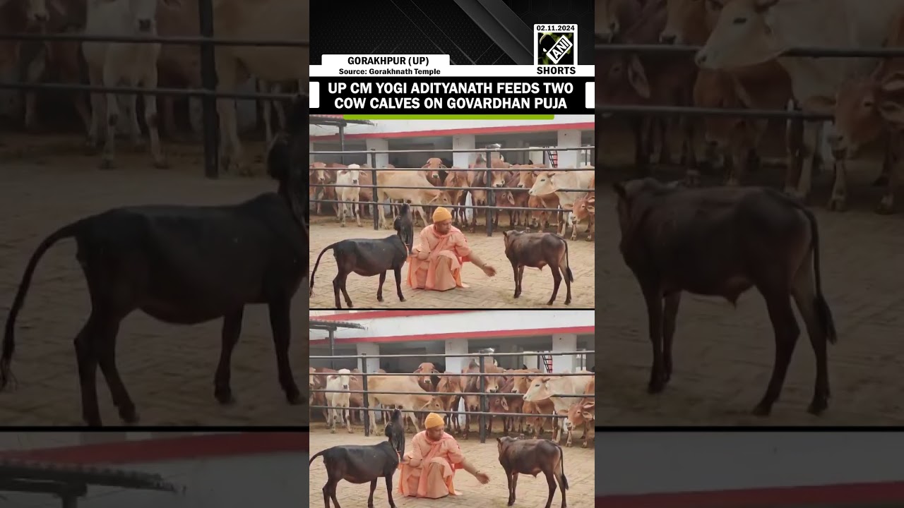 UP CM Yogi Adityanath feeds two cow calves Bhavani and Bholu at Gorakhnath Temple in Gorakhpur
