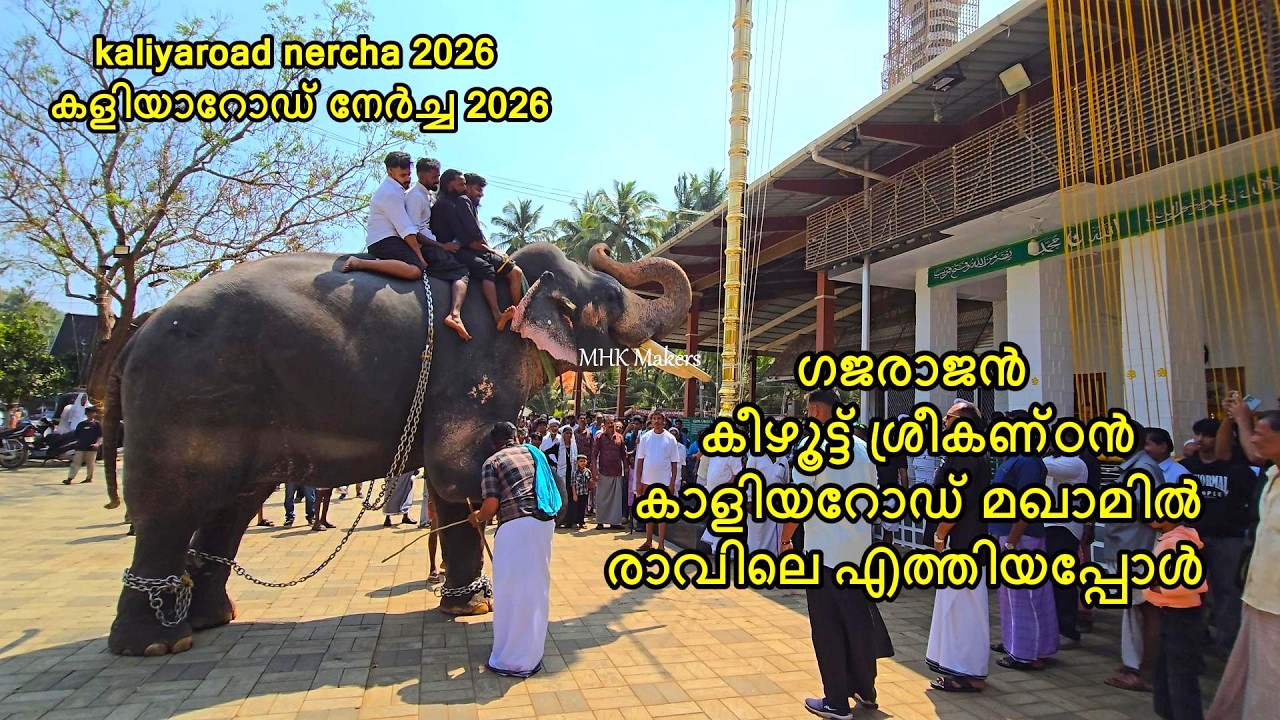 ഗജരാജൻ കീഴൂട്ട് വിശ്വനാഥൻ കാളിയറോഡ് മഖാമിൽ | kaliyaroad nercha 2026 കളിയാറോഡ് നേർച്ച 2026 #mhkmakers