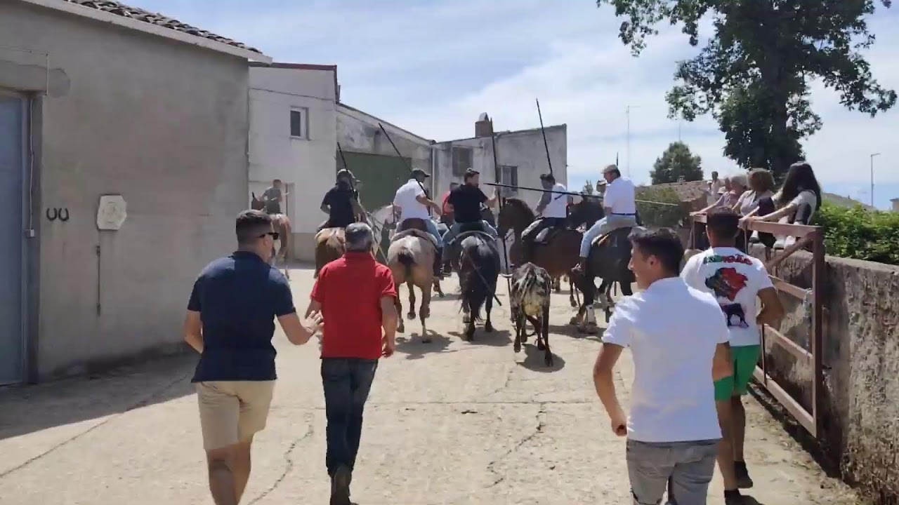 Payo ( Salamanca ) Encierro de campo a caballo con 6 vacas (Cámara Fco. Javier Ramos Méndez)