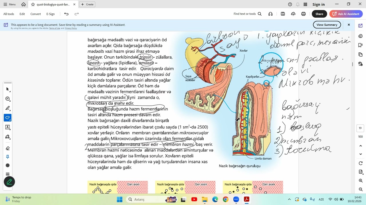 8 sinif biologiya 5.3  Bağırsaqlarda həzm.dərs izahı .Ümumiləşdirici tapşırıqlar