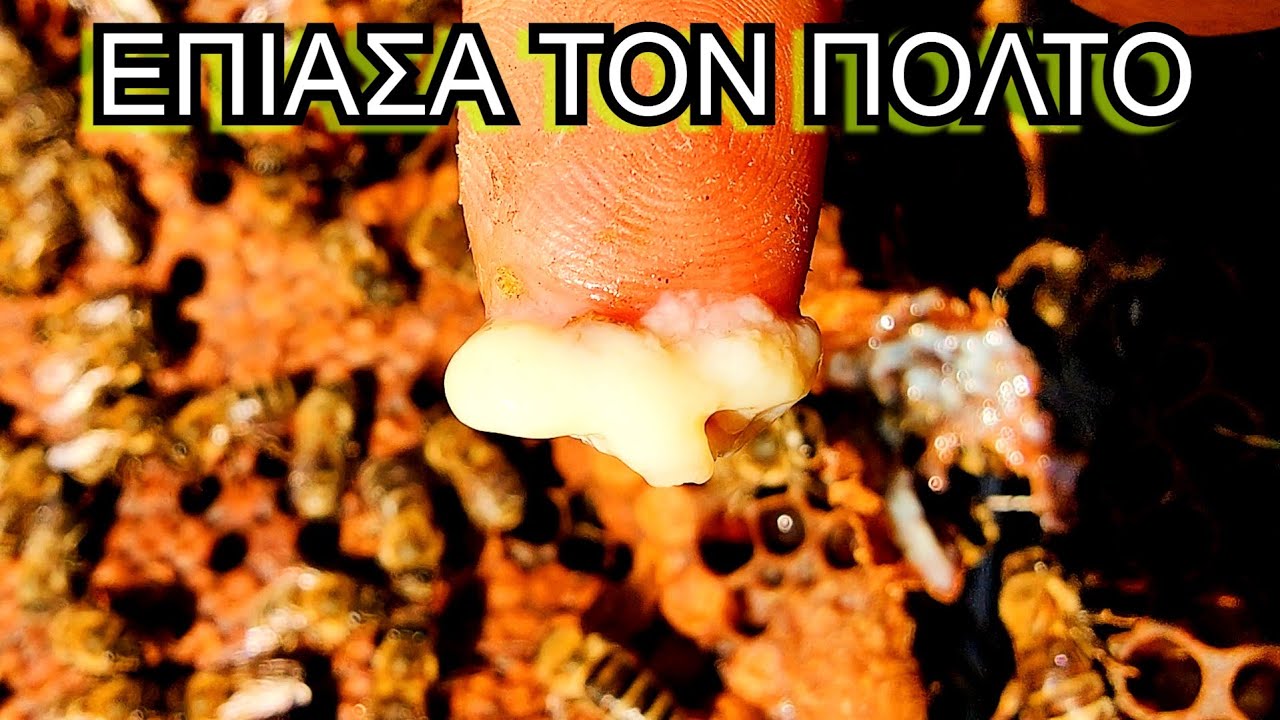 ΠΟΙΟΣ ΤΡΩΕΙ ΟΛΟΝ ΤΟ ΒΑΣΙΛΙΚΟ ΠΟΛΤΟ