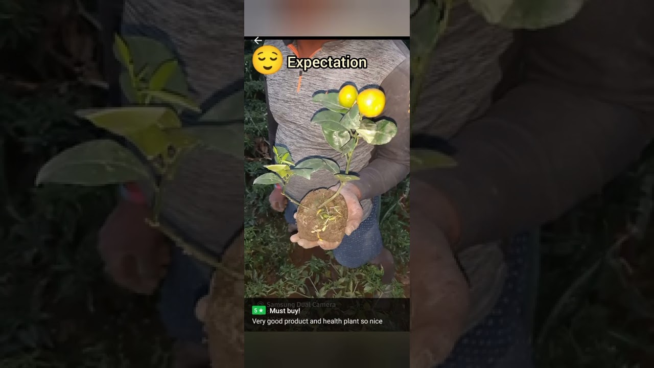 😳 Expectation Vs Reality orange plant review in Delta Terrace Garden
