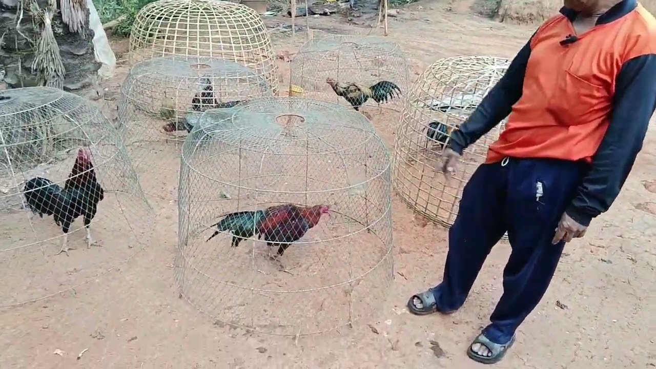 มาดูค่ายไก่ สตงฟาร์มย้ายไก่ตากแดด