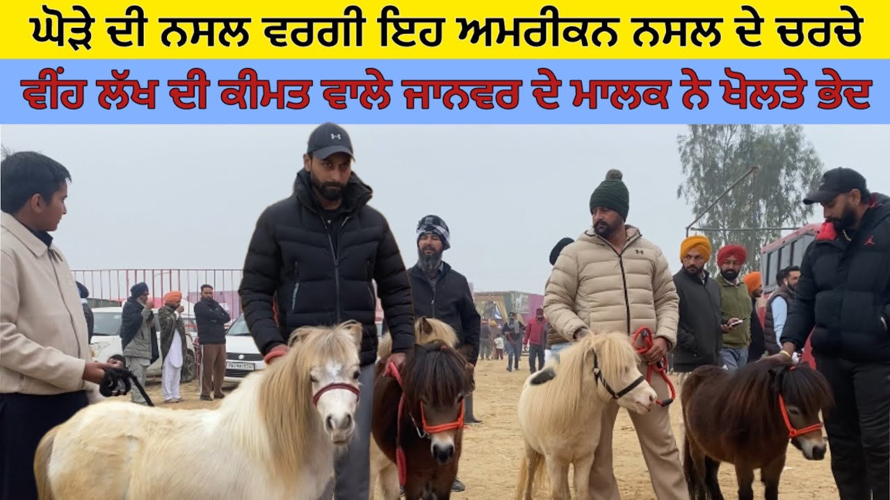 ਘੋੜੇ ਦੀ ਨਸਲ ਤੋ ਤਿਆਰ ਇਹ ਵੱਖਰੀ ਅਮਰੀਕੀ ਨਸਲ ਦੇ ਜਾਨਵਰ, ਕੀਮਤ ਸੁਣਕੇ ਹੋਵੋਗੇ ਹੈਰਾਨ। muktsar horse mandi 