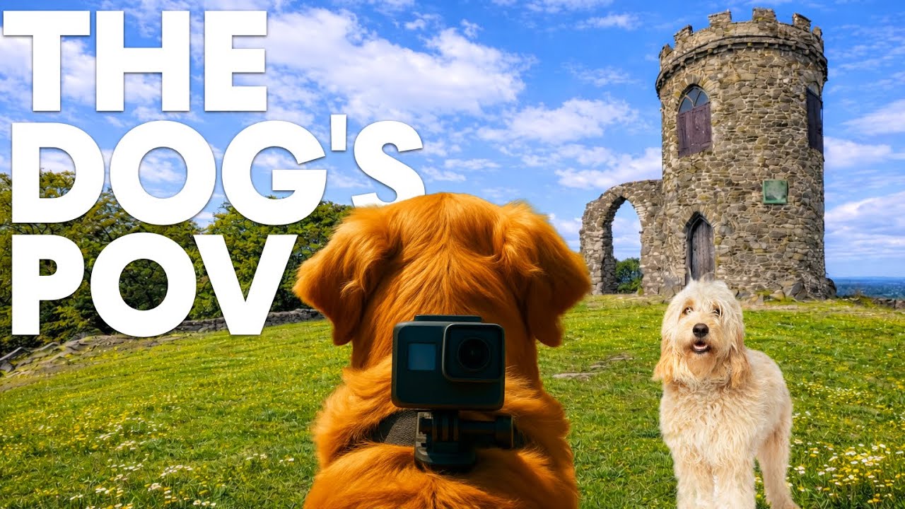 Soothing DogTV - 10hrs 🐾🐶 Country Park Virtual Dog Walk - GoPro on a Dog  | 🌲🐾 Dog POV