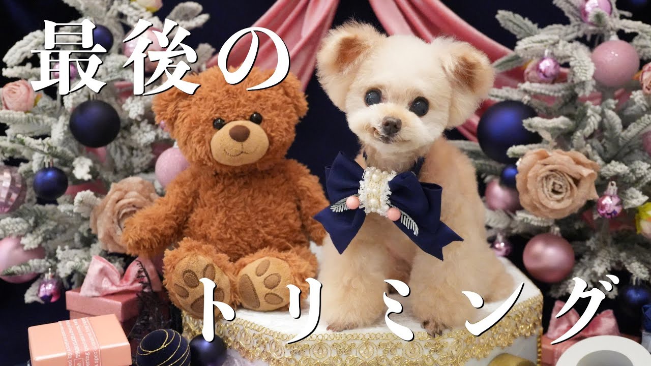 今年最後のトリミング！そしてα７Ⅳでの最後のフォトブース撮影・・・【トイプードル】