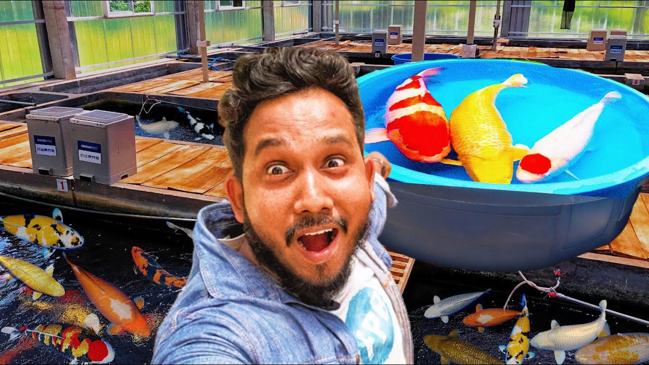 JAPAN වලින් එන KOI Fish ජපානයටම කොටි ගනනට විකුනන ලංකාවෙ විශාලතම Farm එක #koi #koifish