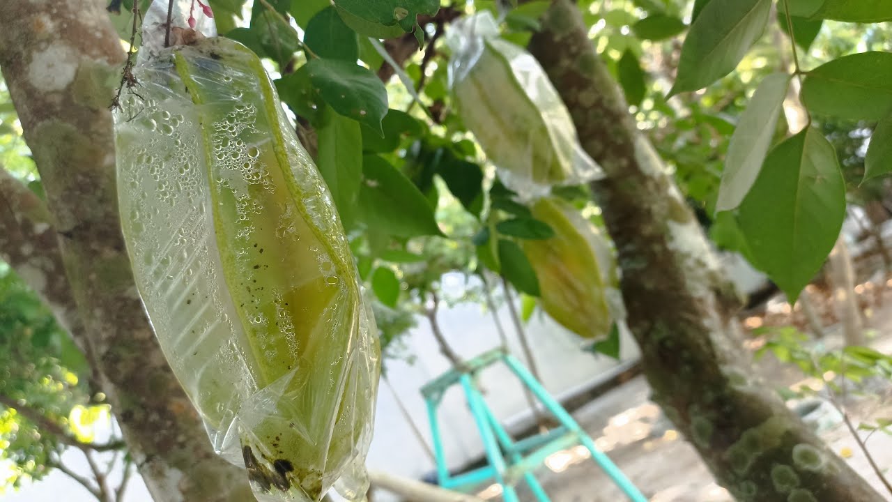 Cara Agar Blimbing tumbuh Lebat dan besar #pertanian #blimbing 