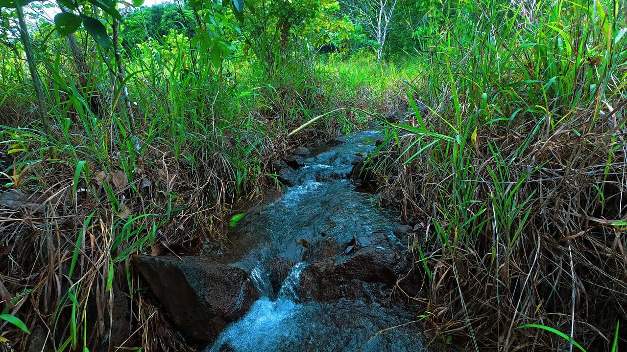 Peaceful Forest Stream Flow with Beautiful Bird Sounds | Relax & Unwind