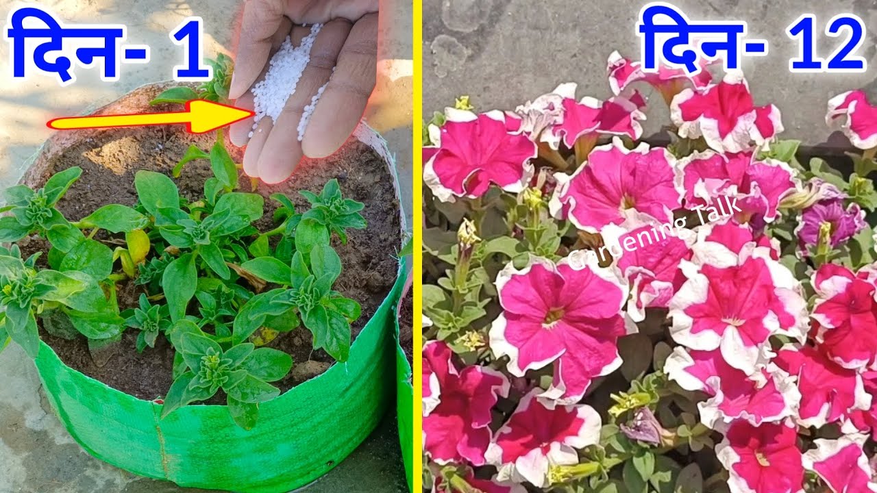 पीटूनिया को फूलों से भर देगी ये खाद । Petunia Plant Care Tips & Fertilizer / How To Grow Petunia