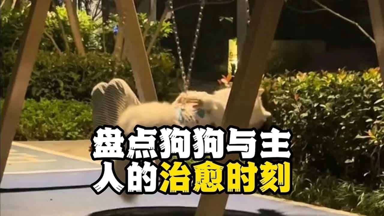 狗儿要听狗儿歌，世界少了狗狗就会停止旋转#狗是人类最忠诚的朋友 #狗 #狗和人之间发生的感人故事盘点