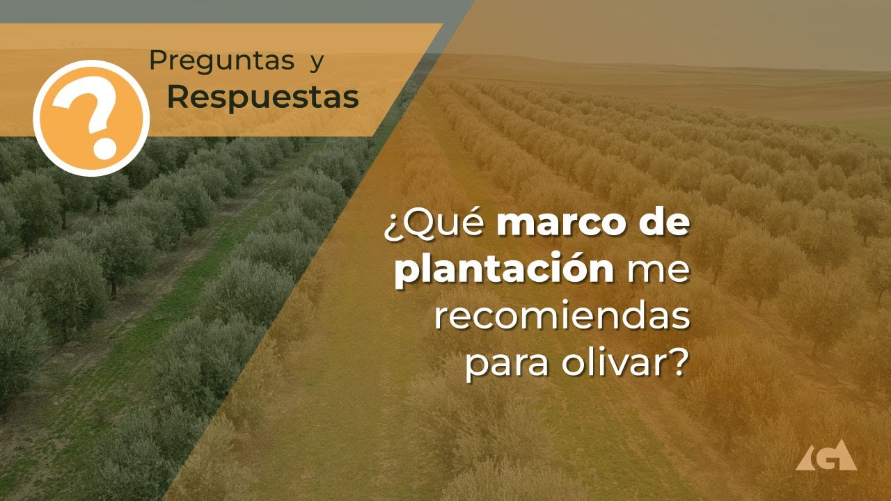 ¿Qué marco de plantación me recomiendas para olivar?