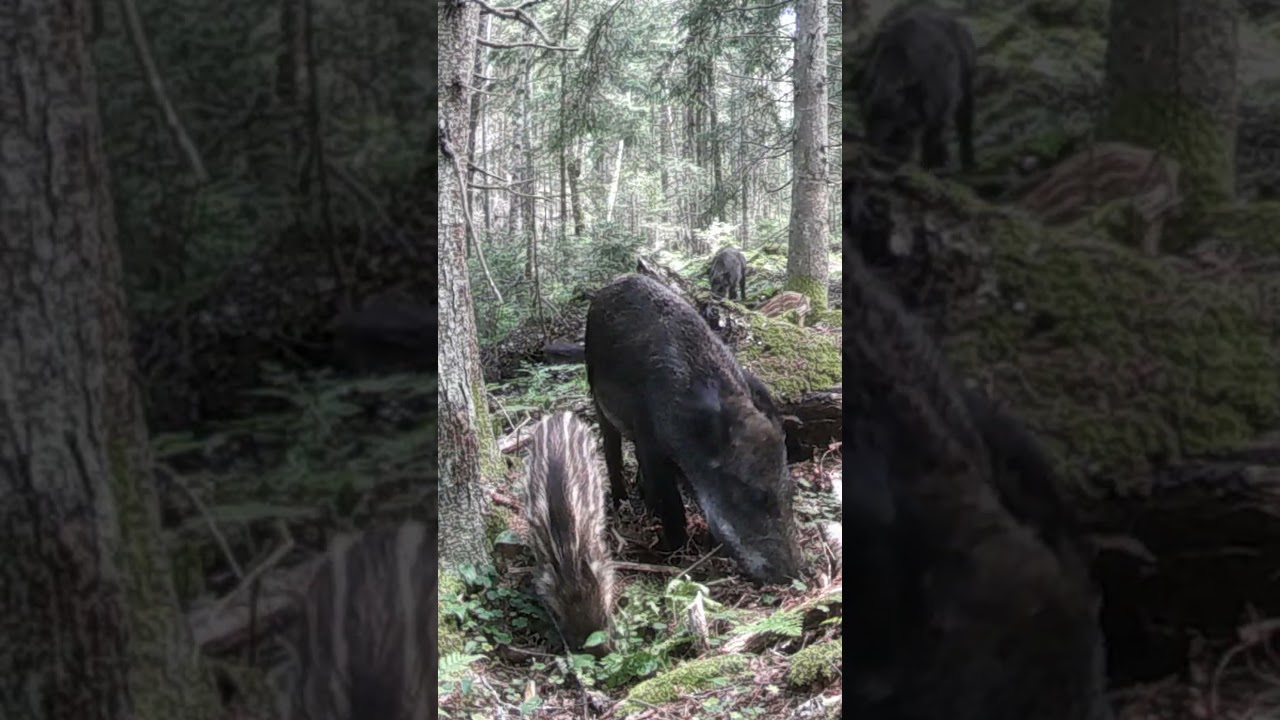 Metssiga / Wild boar / Sus scrofa #nature #trailcam #animals #hunting #piglet #wildlife