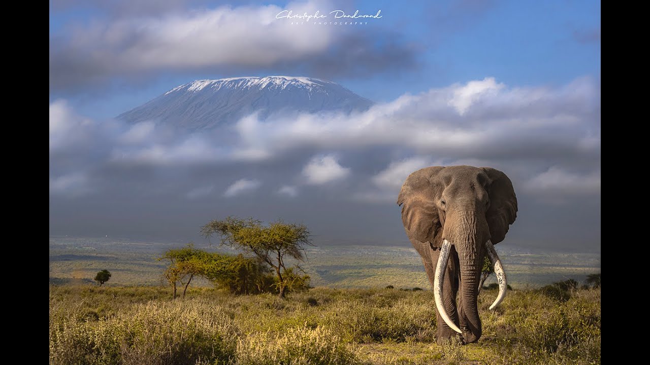 CRAIG elephant Big Tusker