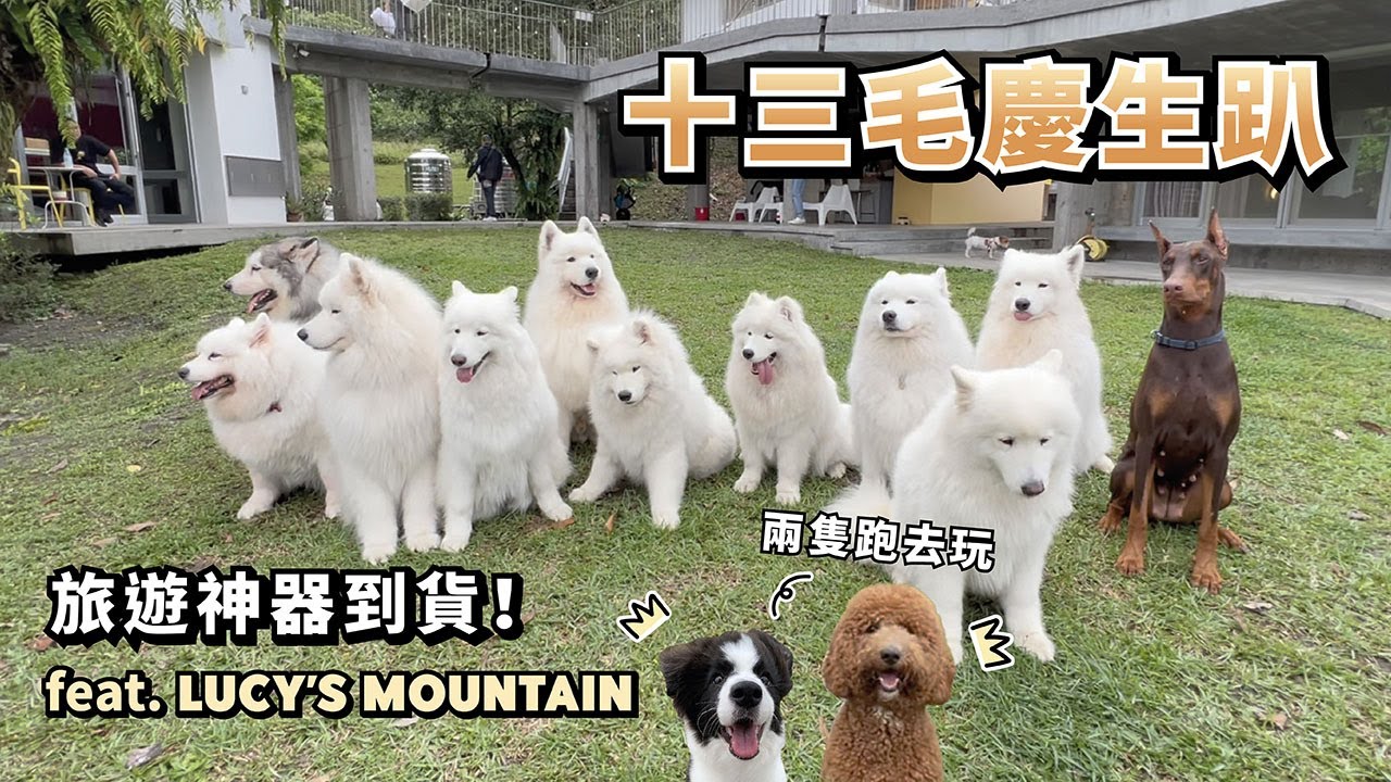 『十三毛慶生趴』旅遊神器到貨！ft.LUCY’S MOUNTAIN (薩摩耶多比Dobby is free)