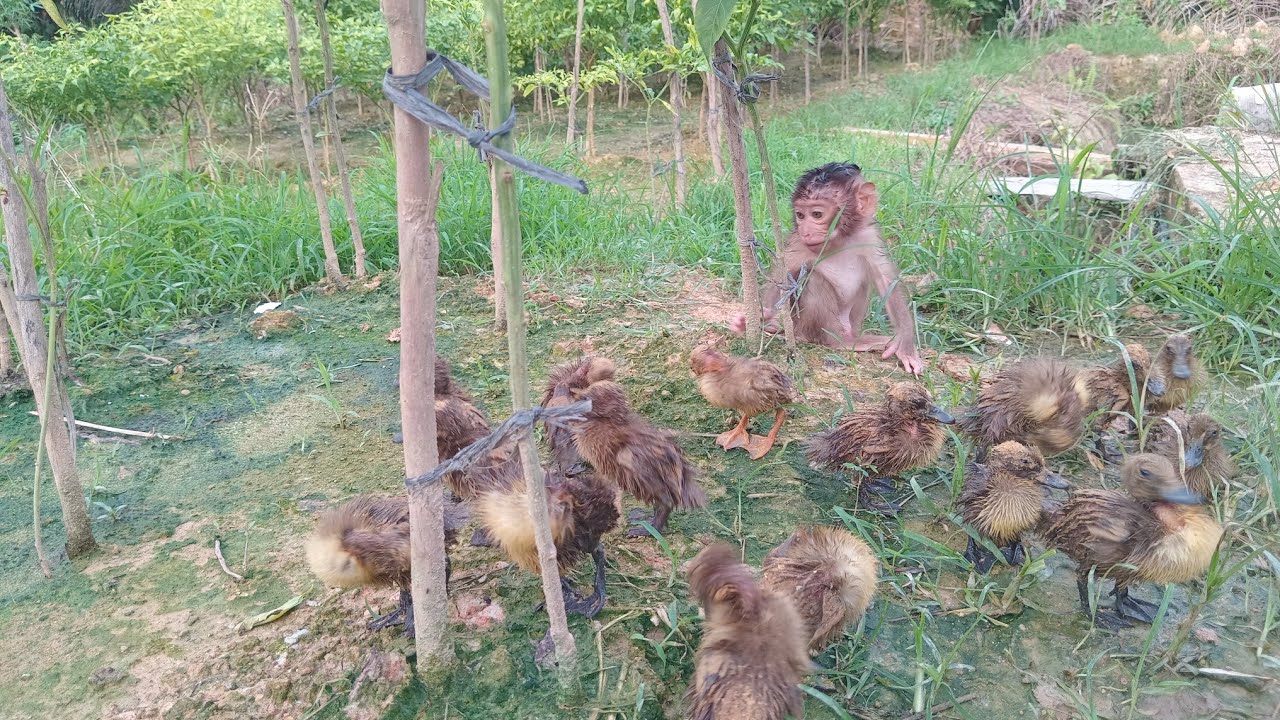 Bayi monyet prematur yang ditinggalkan ibunya butuh asih