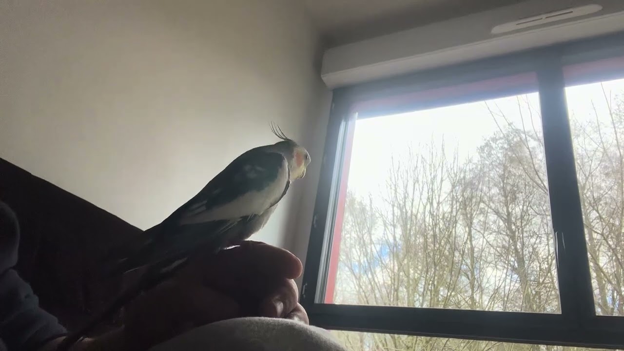 My male cockatiel LOVES to sing! Check out his amazing🎼#oiseaux #cockatiel #viralvideo 