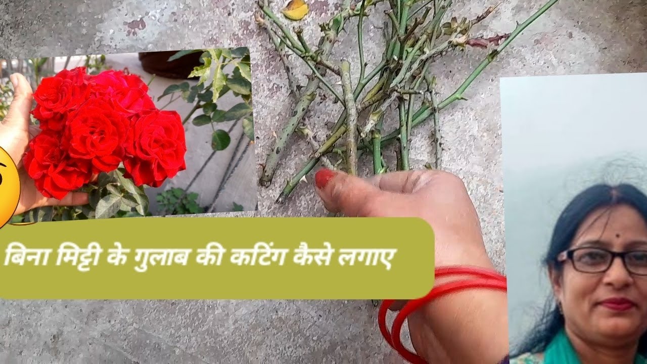 बिना मिट्टी के गुलाब की कटिंग कैसे लगाए ? बिना मिट्टी के लगाए गुलाब की कटिंग!