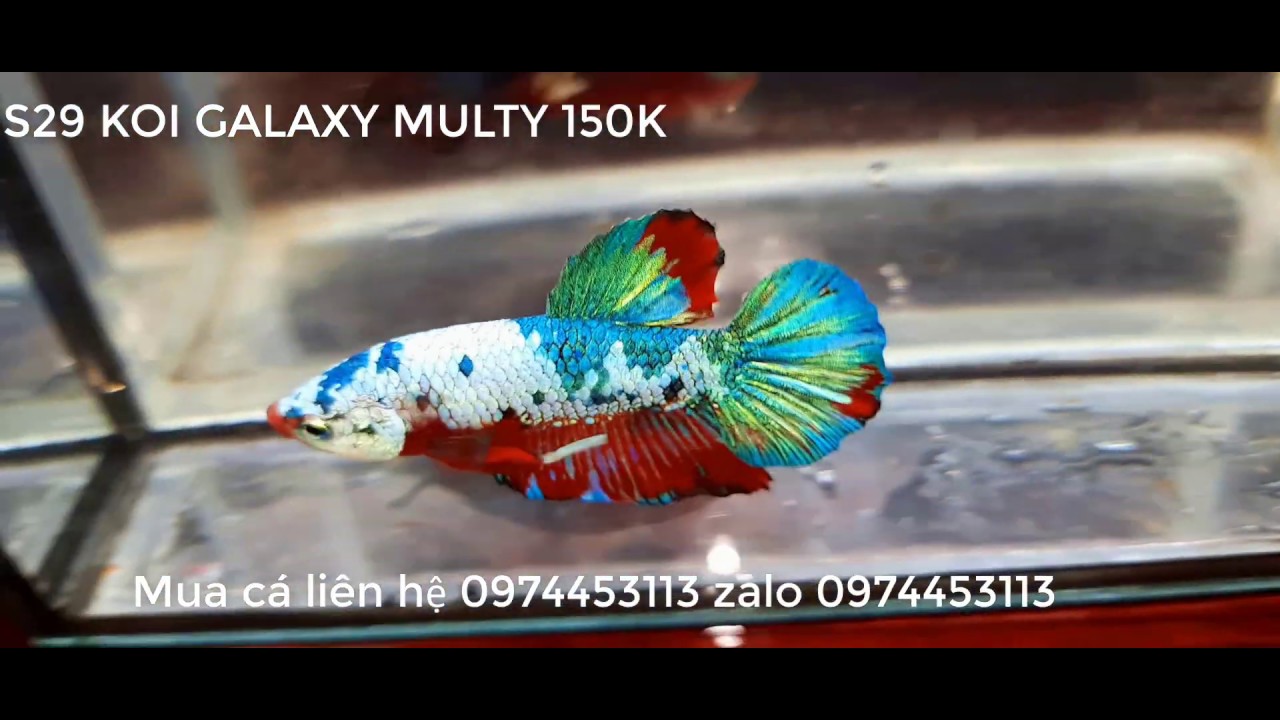17/1 betta cuối năm . betta giá rẻ
